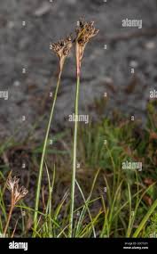 Attēlu rezultāti vaicājumam “Juncus squarrosus”