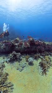 Image result for York University Sub Aqua Club