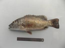 Image result for Lutjanus cyanopterus