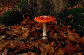 Image result for vliegenzwam