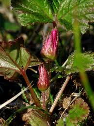 Attēlu rezultāti vaicājumam “Rubus arcticus”
