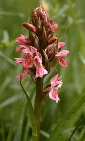 Attēlu rezultāti vaicājumam “Dactylorhiza cruenta flower”
