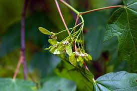 Attēlu rezultāti vaicājumam “Populus x canadensis fruit”