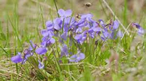 Attēlu rezultāti vaicājumam “Viola odorata bud”