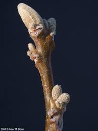 Attēlu rezultāti vaicājumam “Juglans cinerea flower”