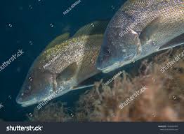 Image result for Sciaena umbra