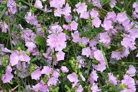 Image result for Malva moschata
