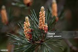 Attēlu rezultāti vaicājumam “Pinus sylvestris male flower”
