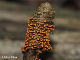 Attēlu rezultāti vaicājumam “Physarum psittacinum”