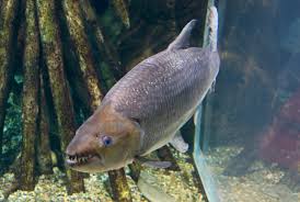 Image result for Goliath Tigerfish