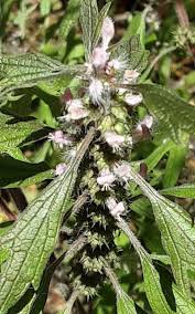 Attēlu rezultāti vaicājumam “Leonurus cardiaca”