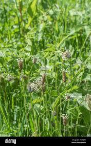 Attēlu rezultāti vaicājumam “Plantago lanceolata fruit”