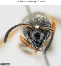 Attēlu rezultāti vaicājumam “Ancistrocerus sp.”