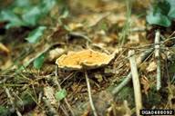 Attēlu rezultāti vaicājumam “Onnia tomentosa”