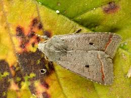 Attēlu rezultāti vaicājumam “Agrochola litura imago”