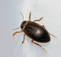 Attēlu rezultāti vaicājumam “Colymbetes striatus”