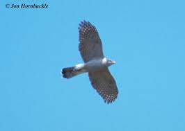 Attēlu rezultāti vaicājumam “Accipiter gentilis adult”