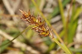 Attēlu rezultāti vaicājumam “Carex disticha”