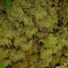 Attēlu rezultāti vaicājumam “Hylocomium splendens”