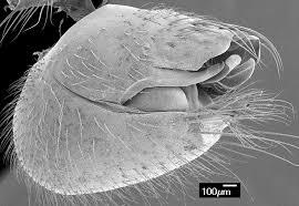 Attēlu rezultāti vaicājumam “Choerades sp.”