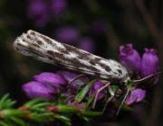 Attēlu rezultāti vaicājumam “Coscinia cribraria”