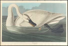 Attēlu rezultāti vaicājumam “Cygnus cygnus adult”