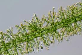 Attēlu rezultāti vaicājumam “Batrachospermum moniliforme”