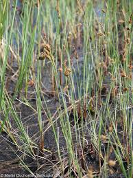 Attēlu rezultāti vaicājumam “Carex limosa”