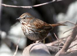 Image result for Melospiza melodia