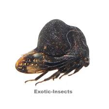 Attēlu rezultāti vaicājumam “Membracidae”