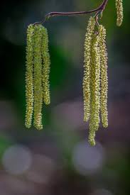 Attēlu rezultāti vaicājumam “Tilia cordata bud”