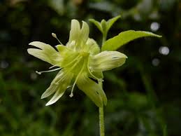 Attēlu rezultāti vaicājumam “Silene baccifera flower”