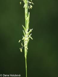 Attēlu rezultāti vaicājumam “Glyceria fluitans fruit”