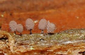 Attēlu rezultāti vaicājumam “Comatricha pulchella stalked”