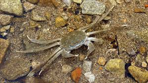 Image result for Eriocheir sinensis