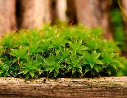 Attēlu rezultāti vaicājumam “Syntrichia”