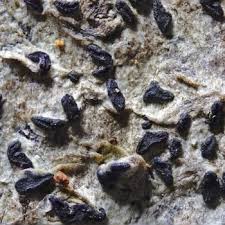 Attēlu rezultāti vaicājumam “Alyxoria varia”