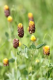 Attēlu rezultāti vaicājumam “Trifolium spadiceum”