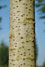 Attēlu rezultāti vaicājumam “Populus x canescens”