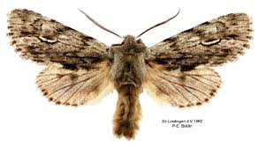 Attēlu rezultāti vaicājumam “Brachionycha nubeculosa”