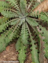 Attēlu rezultāti vaicājumam “Cardaminopsis arenosa leaf”