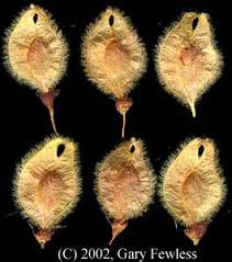 Attēlu rezultāti vaicājumam “Ulmus laevis fruit”