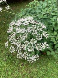Attēlu rezultāti vaicājumam “Laserpitium latifolium flower”