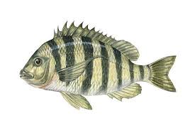 Image result for Archosargus probatocephalus