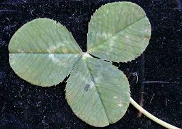 Attēlu rezultāti vaicājumam “Trifolium fragiferum leaf”