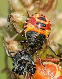 Attēlu rezultāti vaicājumam “Carpocoris sp. nymph”