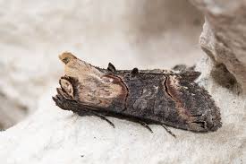 Attēlu rezultāti vaicājumam “Abrostola triplasia”