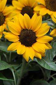 Image result for Helianthus annuus