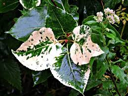 Attēlu rezultāti vaicājumam “Populus x jackii”