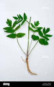 Image result for Pimpinella major